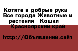 Котята в добрые руки - Все города Животные и растения » Кошки   . Красноярский край